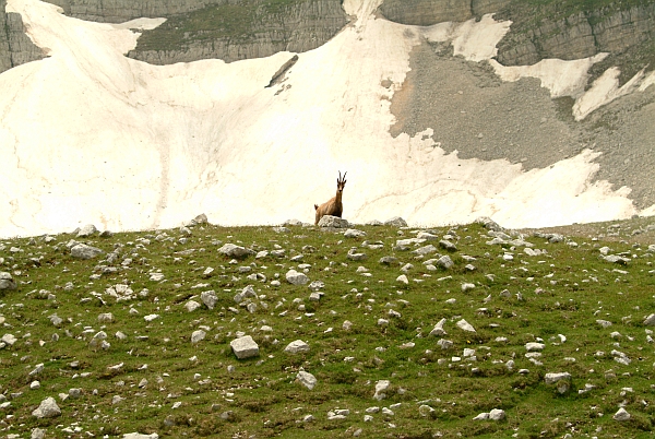 Camoscio d''Abruzzo Rupicapra pyrenaica ornata